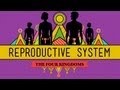 The Reproductive System: How Gonads Go - CrashCourse Biology #34