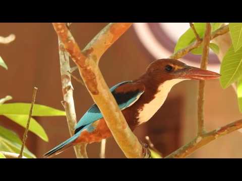 Birds in their natural habitat-blue kingfisher