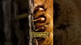 Cakar Harimau, Singa, Jaguar Dan Macan Tutul Ternyata Sangat Canggih.