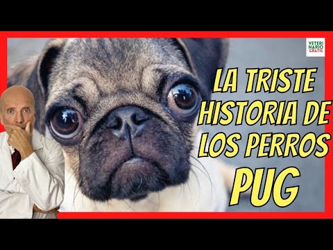 Video: Problemas con los puggles