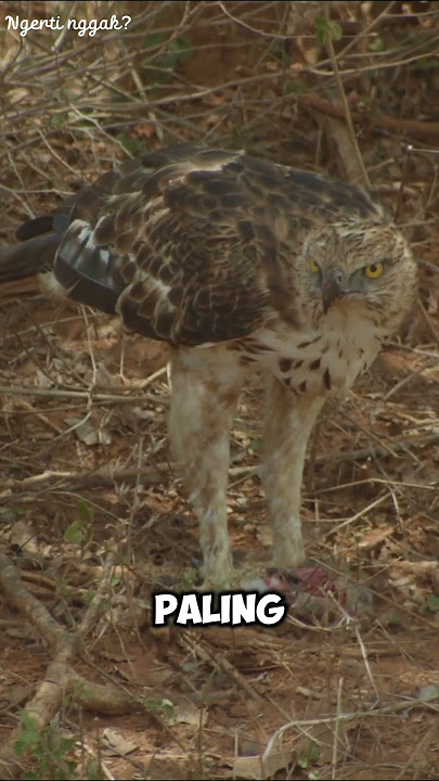 Burung Ini Bisa Menculik Kambing?! Fakta Gila Rajawali yang Bikin Merinding! 🦅😱 #shorts #facts