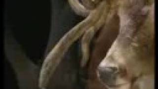 Sammy Walker Buck - Louisiana Freak Buck - Legendary Whitetails