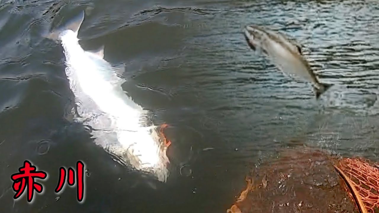 3.8キロの板鱒が大ジャンプした❗️【赤川サクラマス】 - YouTube