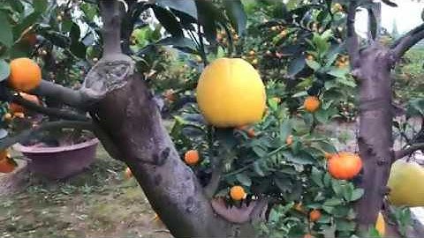 Vườn cây quất thế mọc từ gốc bưởi ra độc nhất tại việt nam