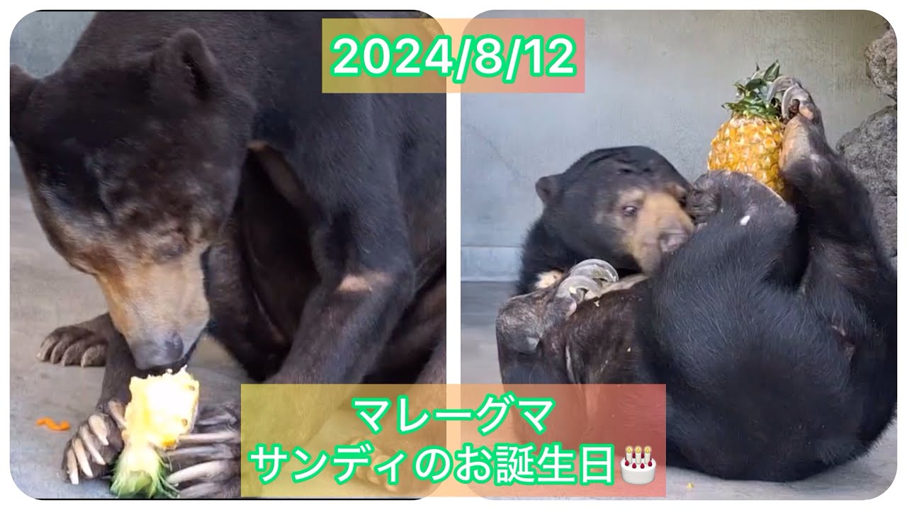 2024/8/12 マレーグマサンディ君の23歳誕生日🎂 - YouTube