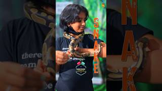 Daily Dosesnakes Life Stories With Gayathri Arun