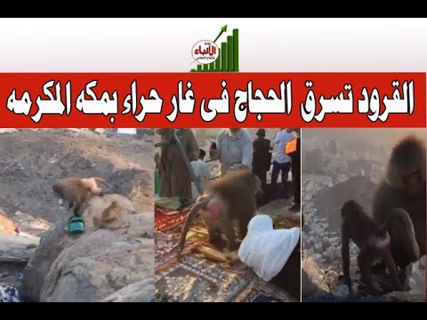 القرود تسرق الحجاج فى غار حراء بمكه المكرمه 