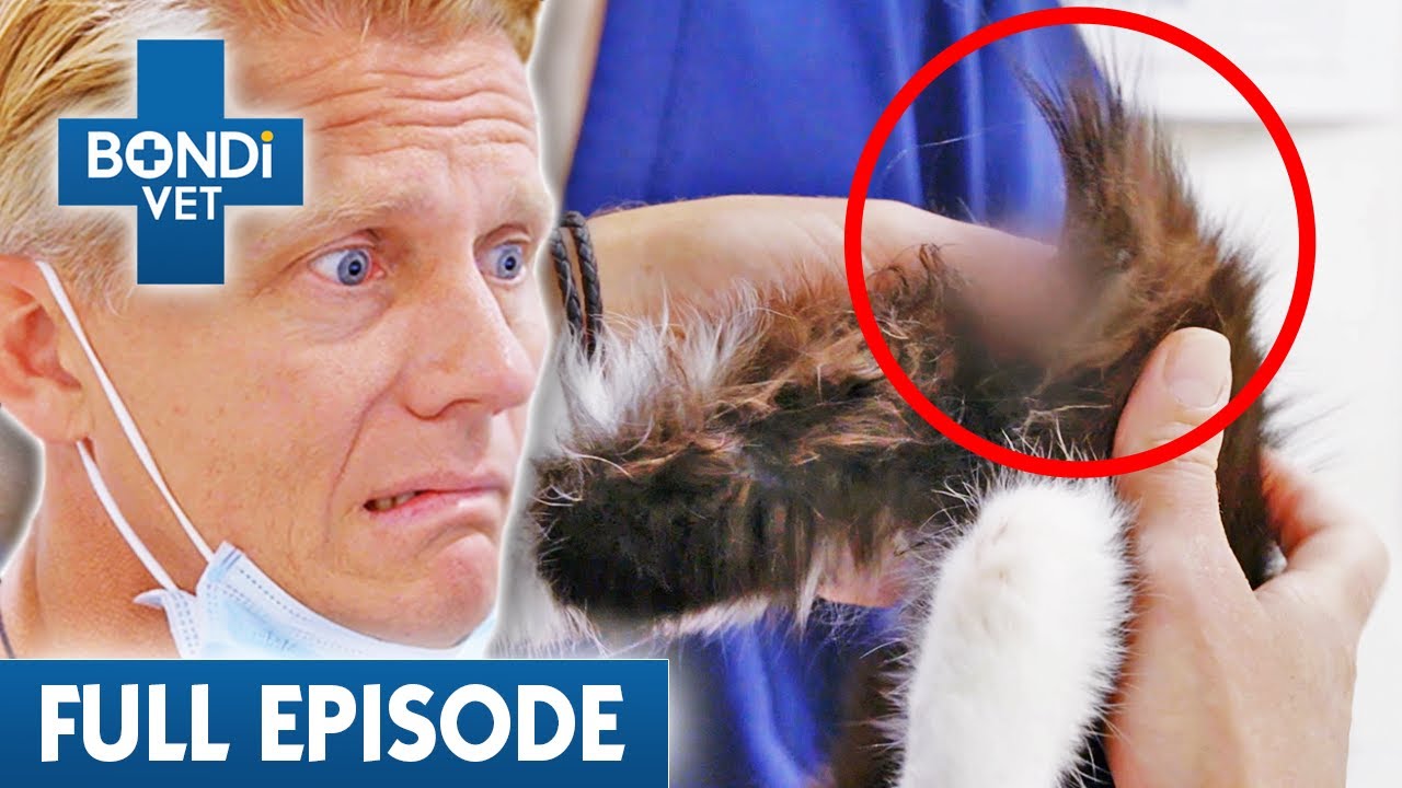 Cat's Tail Ripped Off by Recliner! 😱 Bondi Vet Coast to Coast Season 3 Ep 14 Full Episodes
