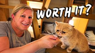 Should You Visit a Tokyo Cat Cafe | Our Honest Experience
