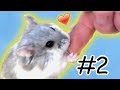 Hamster zähmen 🐹 Futterzahm & Interaktion🐾 #Zähmungstagebuch02 🎬♥