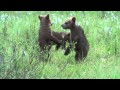 Brown bear cubs in Finland