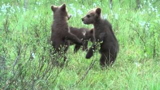 Brown bear cubs in Finland
