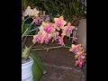 Phalaenopsis Bronze Buddha an extremely long lasting resilient fragrant orchid. #orchids