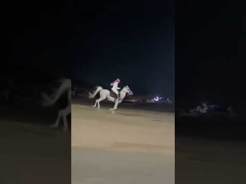 طارق العمري طارق العمري