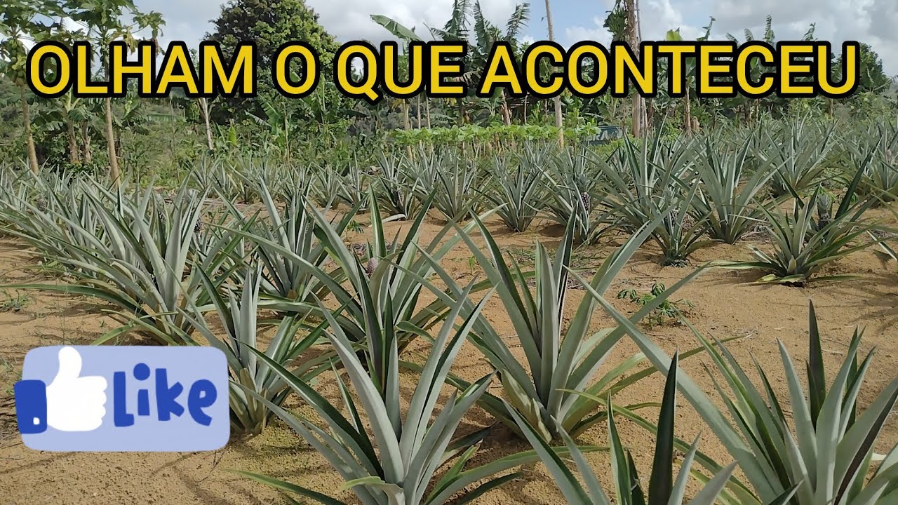 OLHAM O QUE ACONTECEU