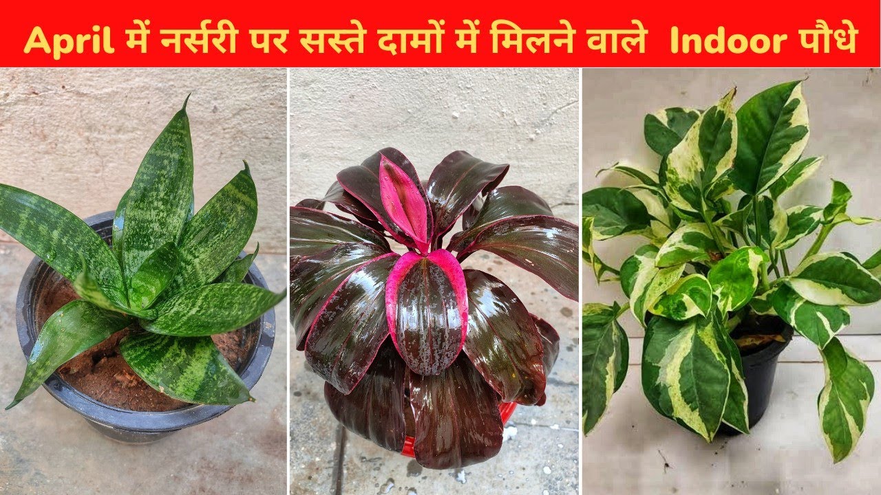 अप्रैल में नर्सरी पर सस्ते दामों में मिलने वाले Indoor Plants के नाम