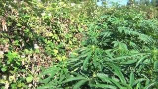 WW OMMP 2012 Arena 08112012 Part 2