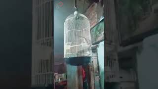 CIGUN GACOR NGEBREN PANJANG