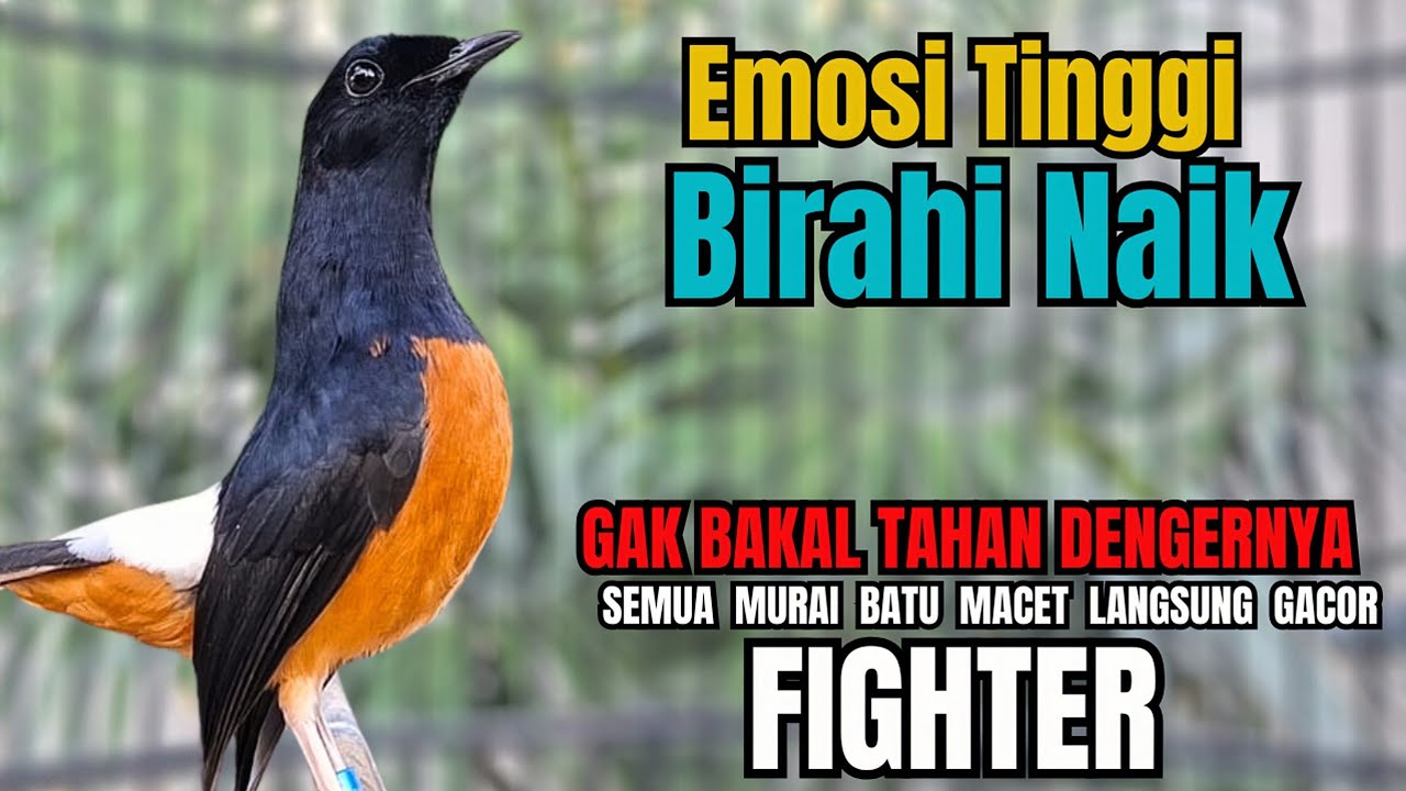 PANCINGAN murai Batu FIGHTER NEMBAK ISIAN GANAS !! Semua murai mental drop dengar ini AUTO RESPON
