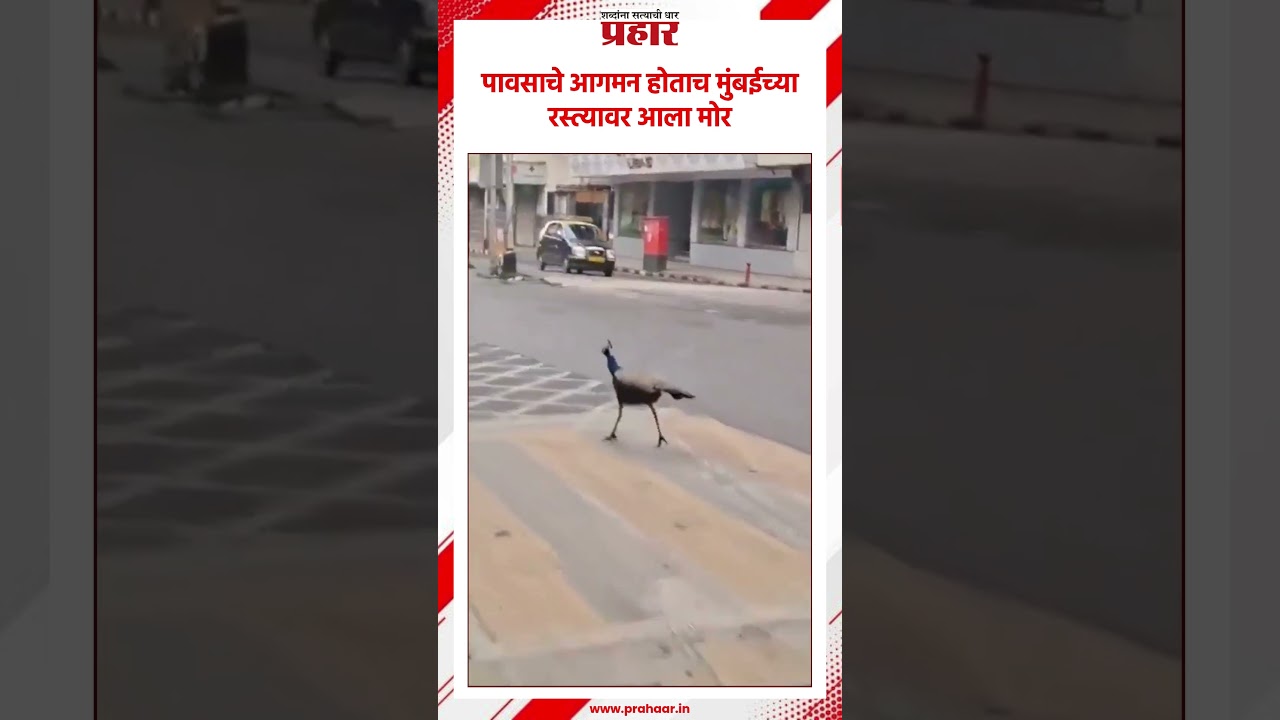 पावसाचे आगमन होताच मुंबईच्या रस्त्यावर आला मोर
