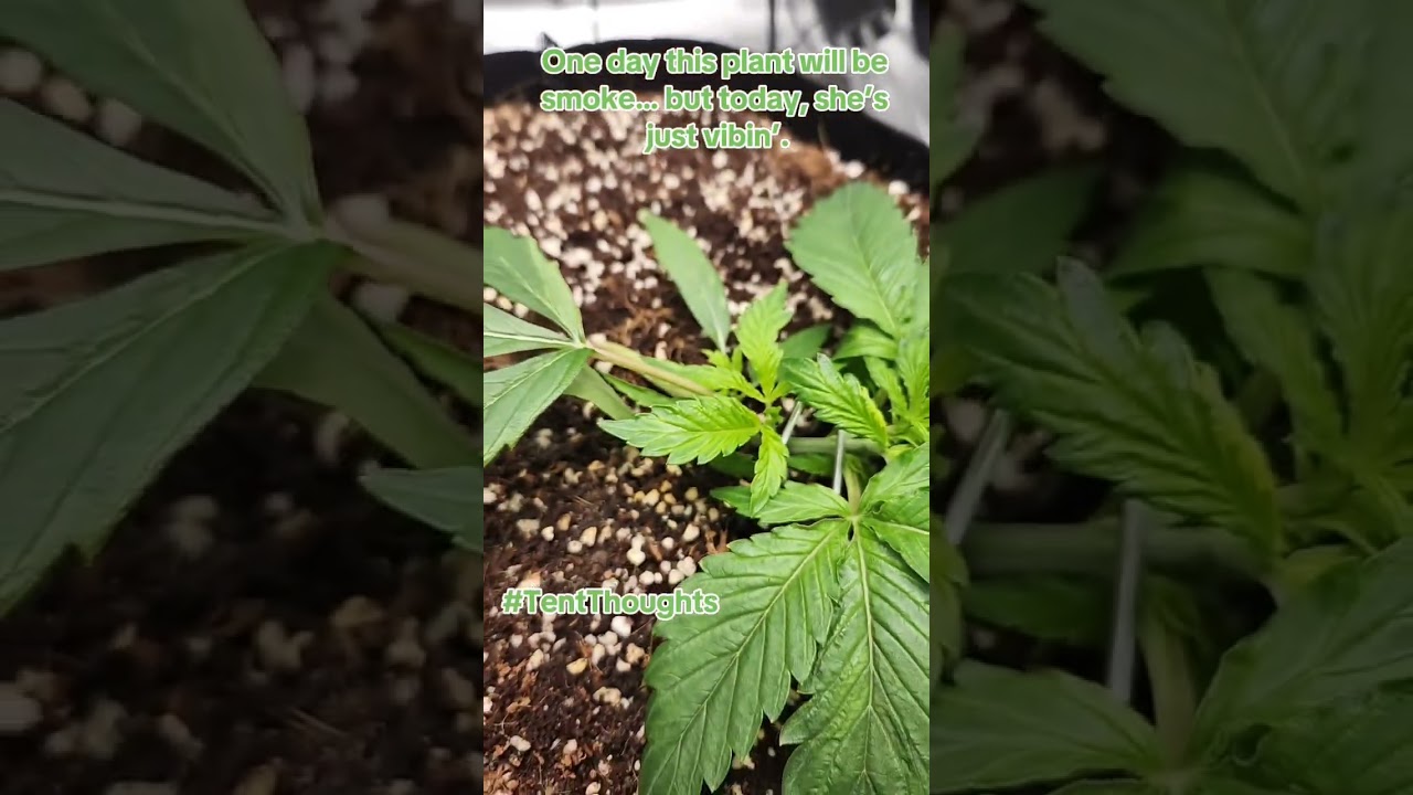 Some of my best thoughts happen right here in the tent. 