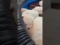 ADORABLE 2-week-old Lab Puppy, SIENNA, Climbs on Mom #cutepuppy #labrador #puppy