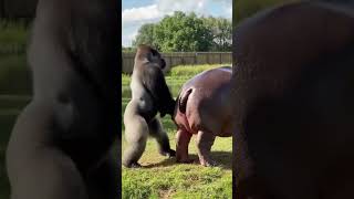 The Most Unexpected Animal Clash Ever 👀#WildEncounter #GorillaVsHippo #NatureShock #viralanimals