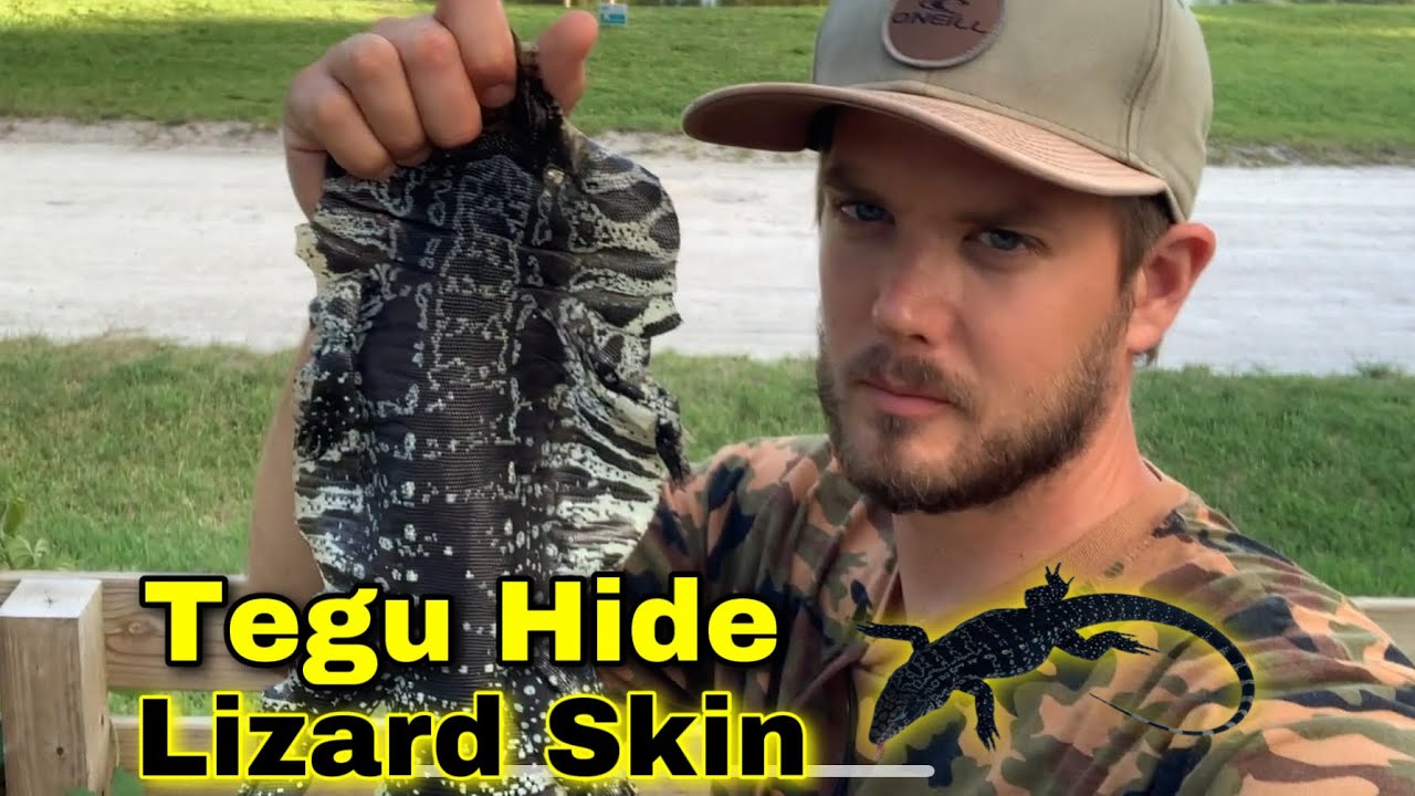 How to Tan Lizard Skin - The Invasive Tegu