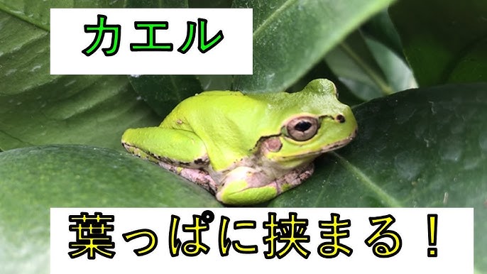 カエル葉っぱに挟まる Youtube
