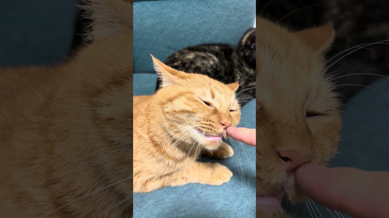 Adorable! #adoreble #adorably #kitten #cute #cat #cuteanimals #kitty #tortoiseshellcat