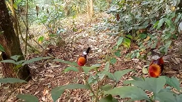 Cuab Qaib Qus 2020 - Sim Dib Tus Qaib Qus Dib tshiab