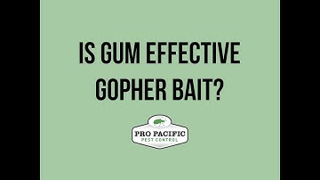 Is gum effective gopher bait?