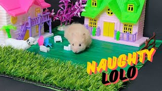 Cute Hamster doing FUNNY THINGS |  Obstacle courses for hamsters