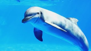 Дельфины милый сборник видео 2021 Dolphins Cute Compilation Video 2021