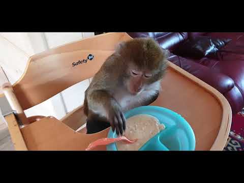 Video: Monkey House In Stuttgart