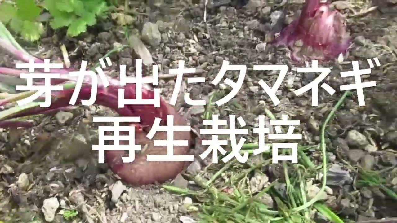 芽が伸びたタマネギの再生栽培 Youtube