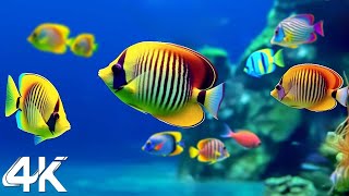 Ocean 4K  Sea Animals for Relaxation, Beautiful Coral Reef Fish in Aquarium, 4K Video Ultra HD