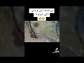 من الذاكرة الحاج تاكلي الجاج   