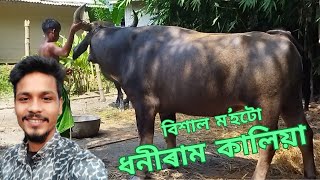 ধনীৰাম কালিয়া হগলতলিৰ ম'হটো
