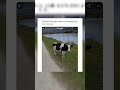 Thank you, Google Maps, for protecting this cow's identity #googlemap #shorts #viral #shortfeed