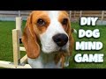 DIY Cheap and Easy To Make DOG TOY | Louie The Beagle
