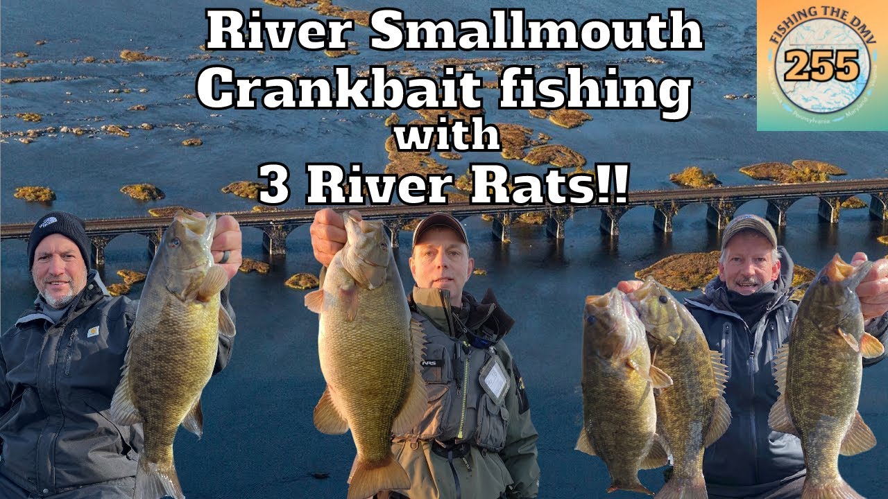 Smallmouth Crankbait Fishing with three Smallmouth River Rats - YouTube