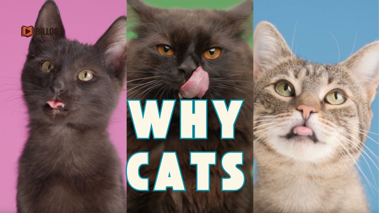 Why We Love The Cats.