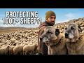 Rare Kangal Dogs Protect 1000 Sheep | Real Life in Turkey