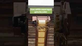 How these #farmers use foil and unique harvest methods to produce white asparagus. #Food #Asparagus