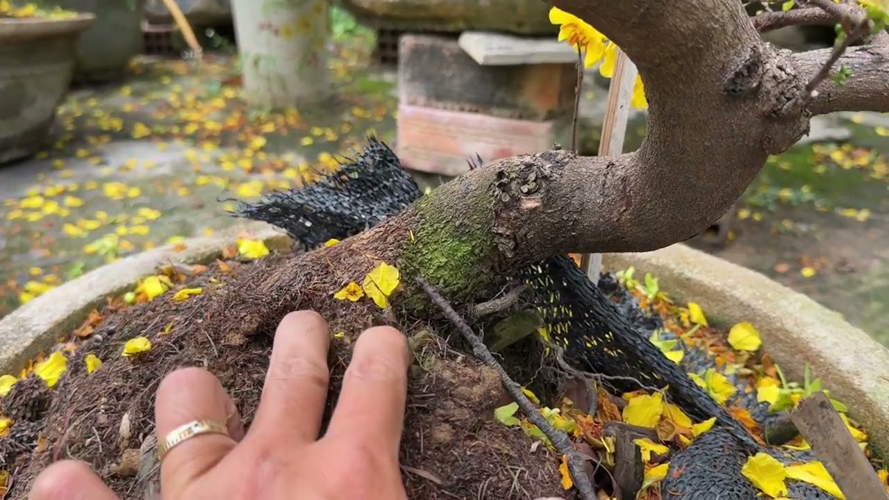 Gl giảo siêu bông giá 1,6tr bao ship (0985617029)