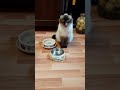 ??????? ??? ????????? ???? ???? ???????. ??????? ????? - ??? ????! Funny Cats