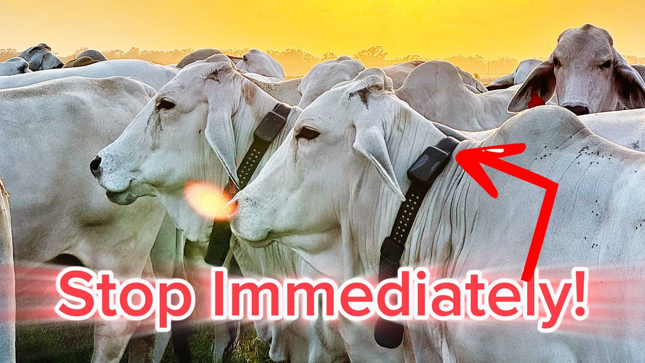 ВИРТУАЛЬНЫЙ ЗАБОР МГНОВЕННО ОСТАНАВЛИВАЕТ КОРОВУ ВЕСОМ 1200 ФУНТОВ | Смотрите, как корова породы ...