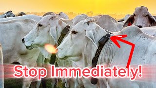 Virtual Fence Halts 1,200Lb Cow Instantly Watch Brahman Cow Stop On A Dime