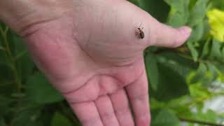 Bioluminescent lightning bug. I didn't expect to see out in the daylight
